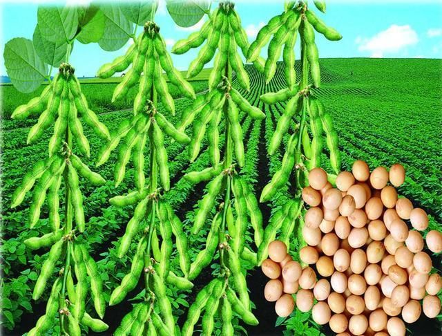 上周一船美豆对我国装运 国内企业豪言今年新增大豆面积四千万亩