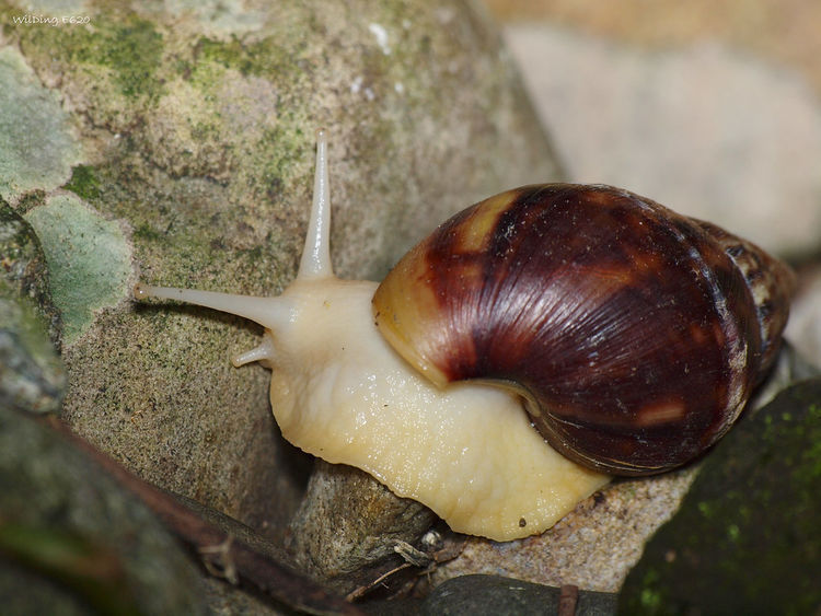  #齐名#它与鱼翅齐名，每亩利润高达万元，养殖的人却很少，农民
