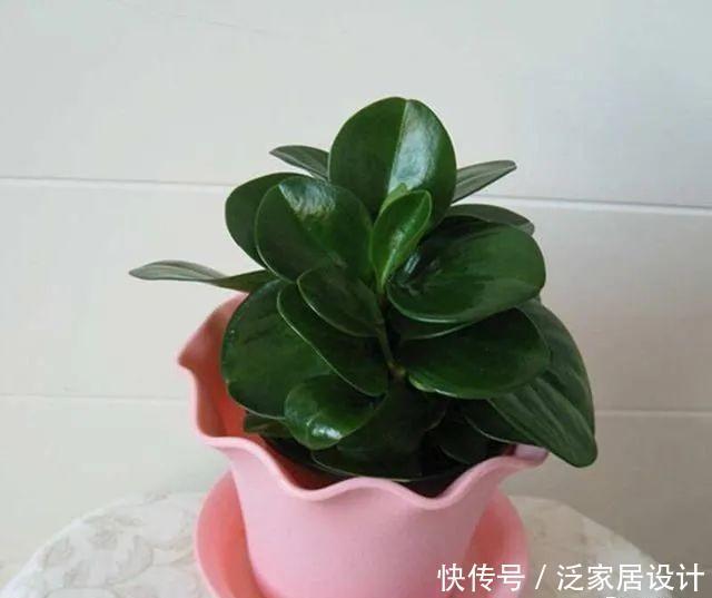  耐阴|5种植物耐阴又好养，生命力顽强，“养花杀手”也不用担心养死
