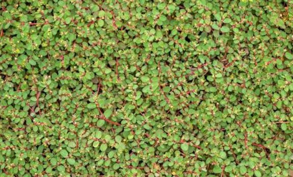  「想到」这种草叫血见愁，农村处处可见，没想到这么厉害