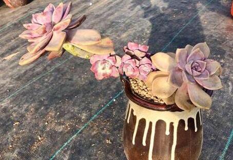  【变肥】紫乐多肉叶子发软？避开4个''误区''，植株叶片变肥、上色快