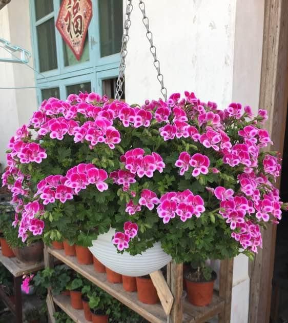  [种植]此花是世界名花，花期几乎全年，灿烂绚丽，种植容易，是盆栽佳品