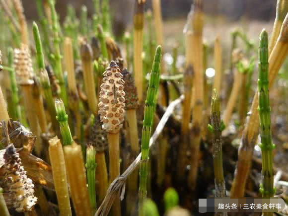 此野草300元一两，体内可积累黄金，却被农民当眼中刺