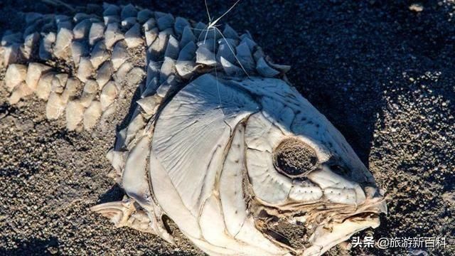 世界上“最顽强”的鱼，在沙漠繁衍生息了5万年，至今还在延续！