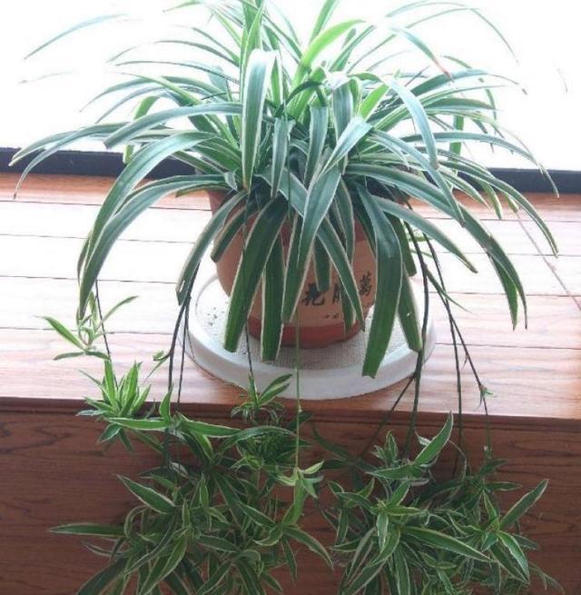 『种绿叶』来点绿叶养养眼,这几种满盆,长势真是旺