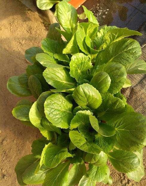  「吃不完」2种养护简单的蔬菜，阳台盆栽上几盆，一茬一茬吃不完！