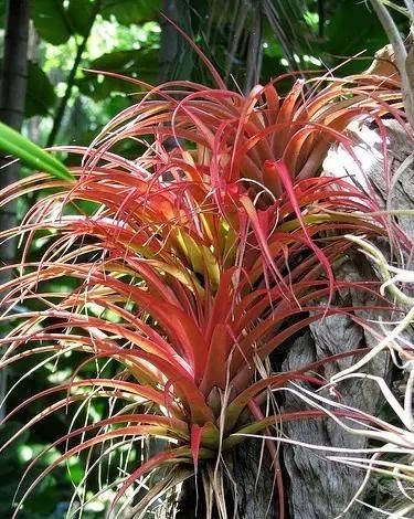  附生植物：植物能“自由”成什么样？教你几种“不要土”的附生植物...