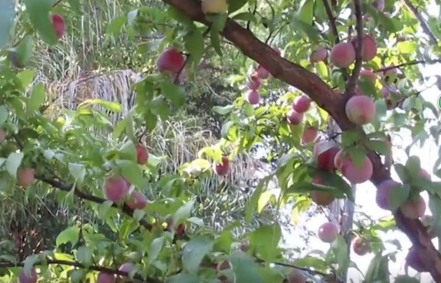 农村这野果在以前掉在地上无人去捡，城里人却当成宝，但就太贵了