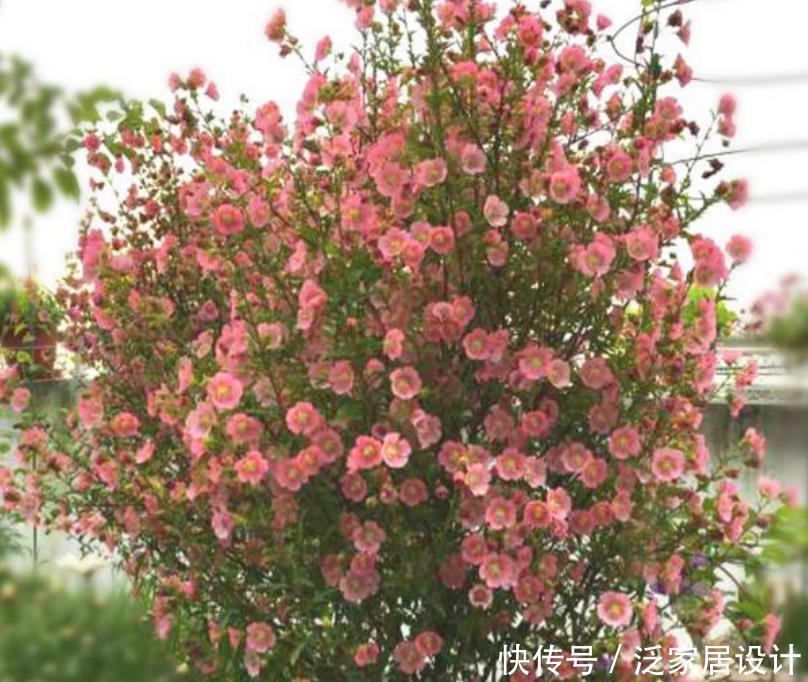  『特好』“4种花”超爱开花，全年开花不断，还特好养，美爆阳台！