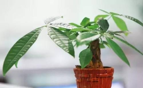  『好处』这些常见植物，放家里有很多好处！