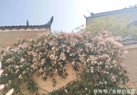  屋外@3种“致病花”，客厅卧室少放，聪明人都搬到屋外去了！