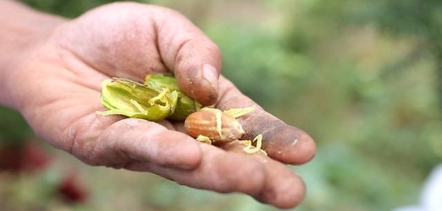  香榧|什么树这么值钱？农民种树摘果，一棵值400多块钱，炒熟的