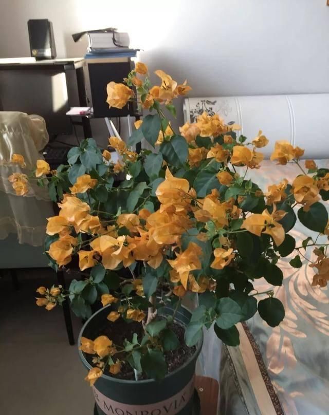 「暗斑夕阳红」这13种三角梅被称“开花机器”小苗就不断开花,适合阳台盆栽