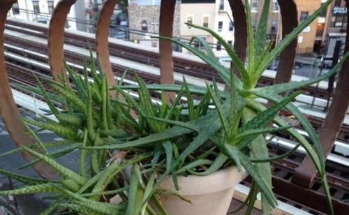  [芦荟]这10种绿植比'空气净化器'好用，好看又好养，家居盆栽首选