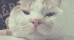 圆圆的大饼脸也能有精致的妆容？别逗了！》