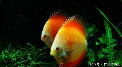 营养■如何让七彩更好的摄食,来为自己提供活力,增加体色