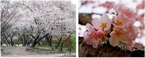  【园林景观】赏花不知花叫啥？一份春季花朵辨认指南请查