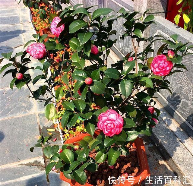 增加光照|家庭养茶花,花后早做3件事,新芽多花量足,开花又大又香