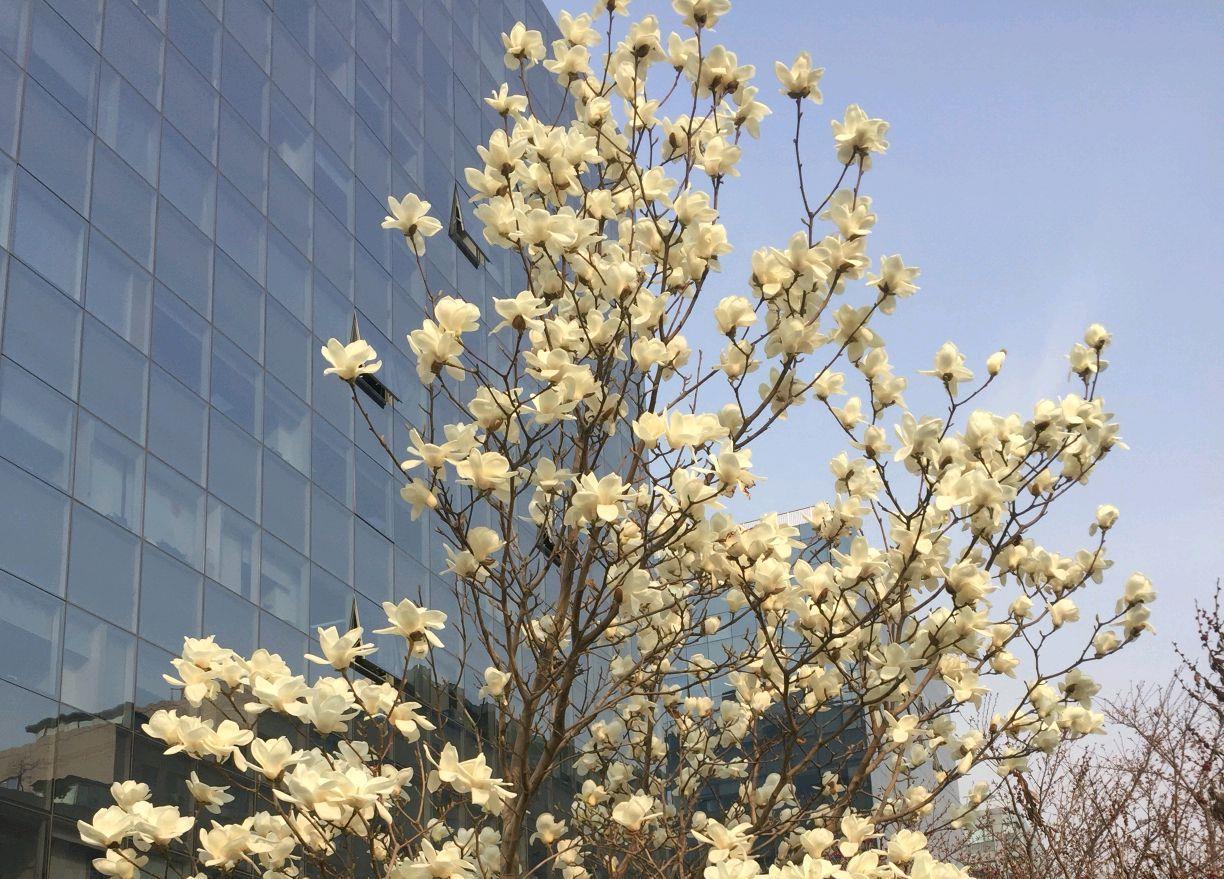 「贴梗海棠」10种春天路边常见的先开花后长叶植物