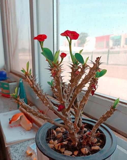  『居家』推荐居家办公9种耐阴植物，简单又好养，看看你喜欢的？