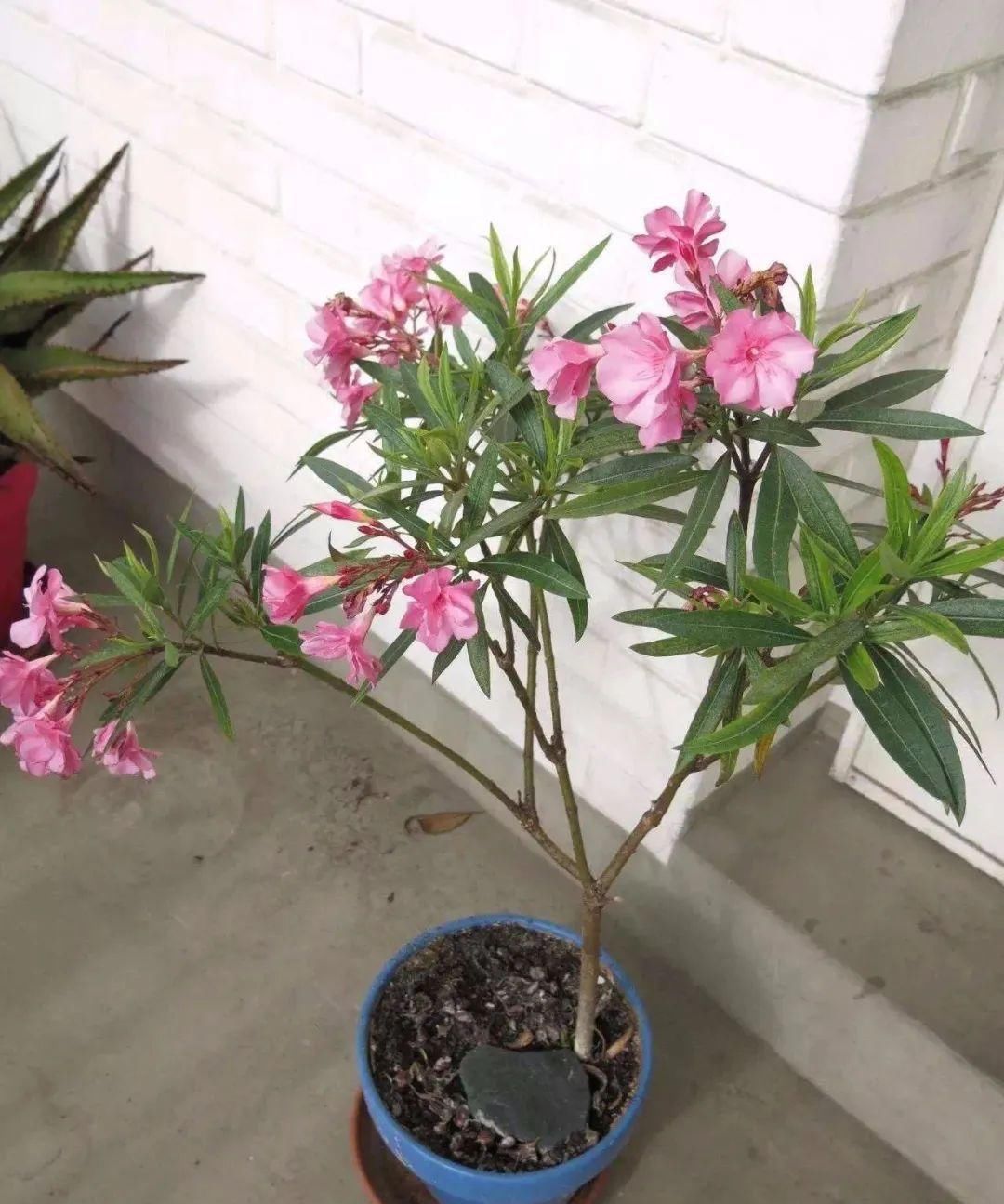 浓香花卉|室内养花,这四类花最好不要养,小心危害健康和安全!