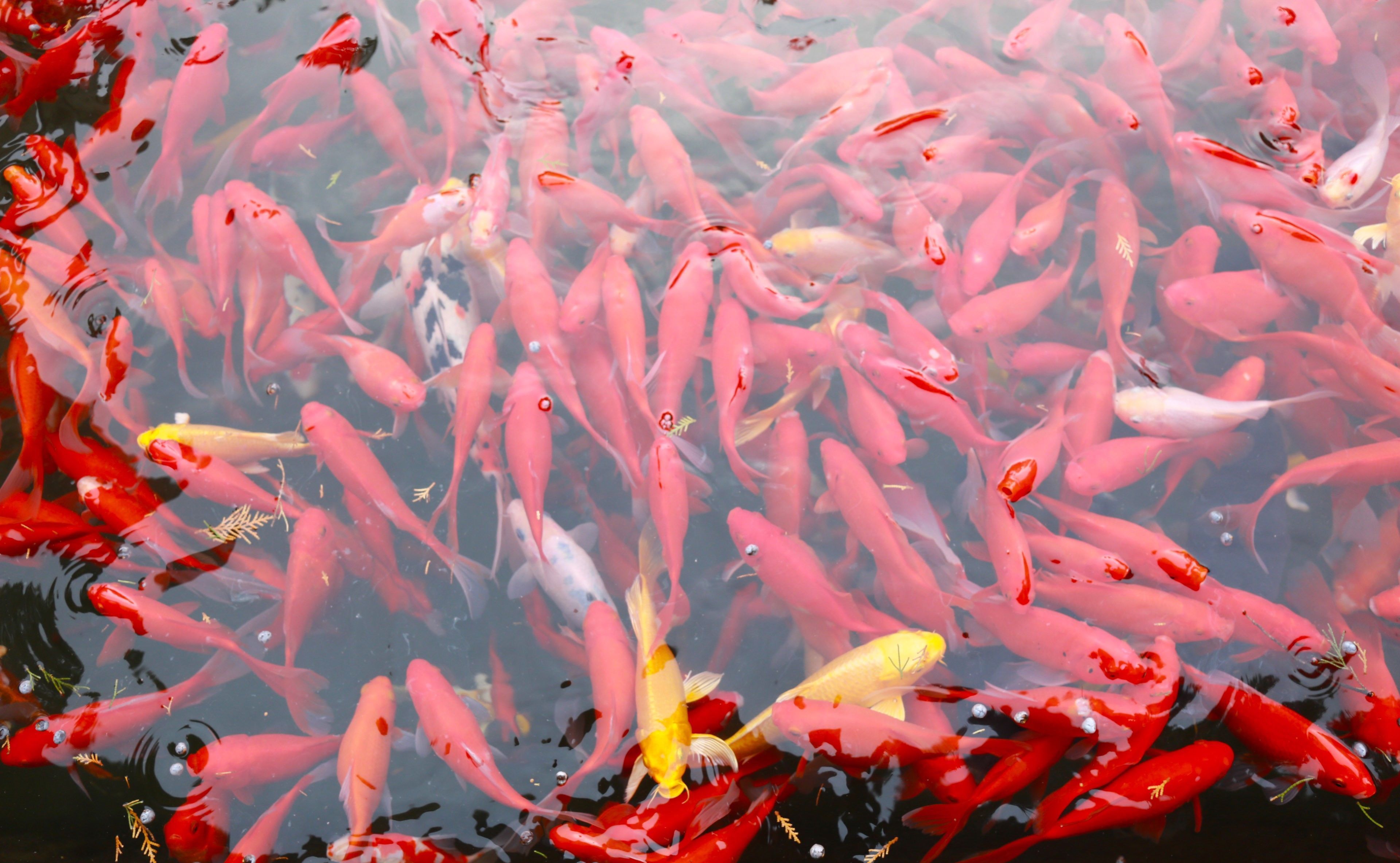 北京一放生池变“水煮鱼”，200平米水池挤满上万条“放生鱼”