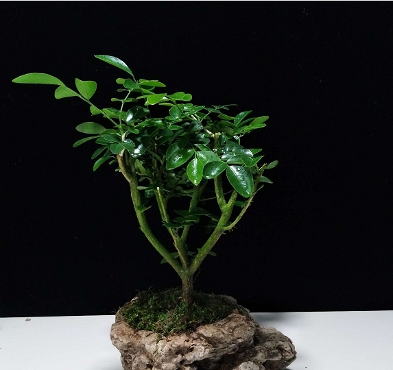 室雅何须大,案头一盆景,枝浓叶绿更喜人,拍照欣赏盆景佳作