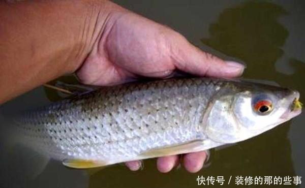 试试:赤眼鳟的习性和垂钓技巧,没钓过赤眼鳟,可以试试这几种方法!