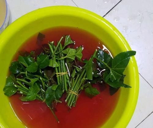  『扦插』扦插百香果总是腐烂不生根？只需一个泡沫箱，15天发芽，30天生根