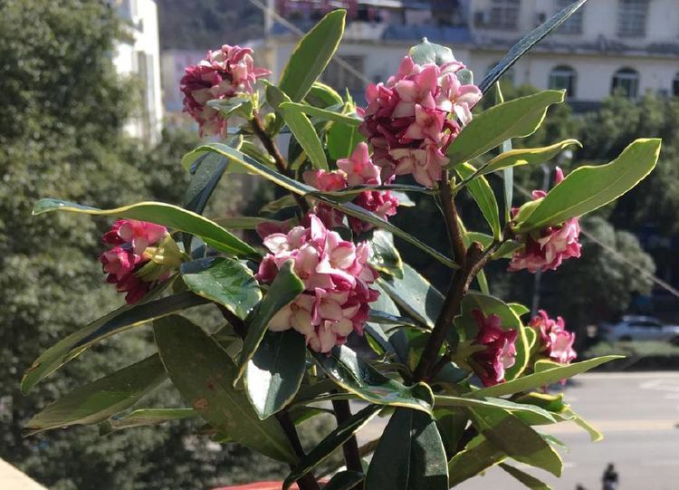 「春天」春天养花,不妨养这几款,妖艳妖娆,花朵雍容华贵,美观大气