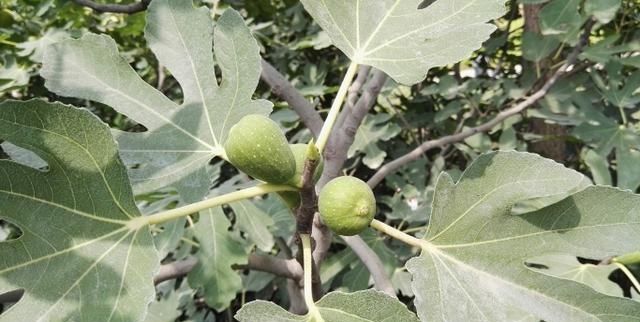 『昆虫』这种果树极易种植,当年结果,果味清香,生津止渴,老少皆宜