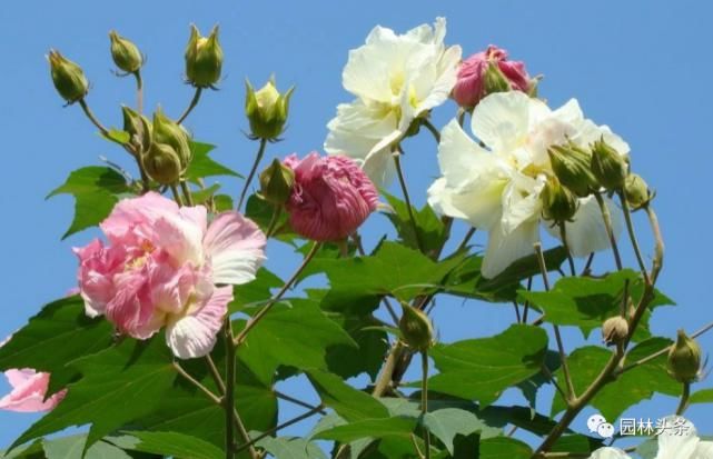  【棕榈科伞形】558种 · 园林植物配置大全