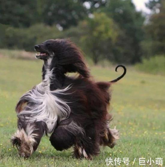  『紫菜』时尚宠儿阿富汗猎犬，下水竟变成一团紫菜，毛太重游都游不动