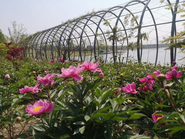 「旋律」接棒牡丹,芍药在辰山植物园奏响爱的旋律