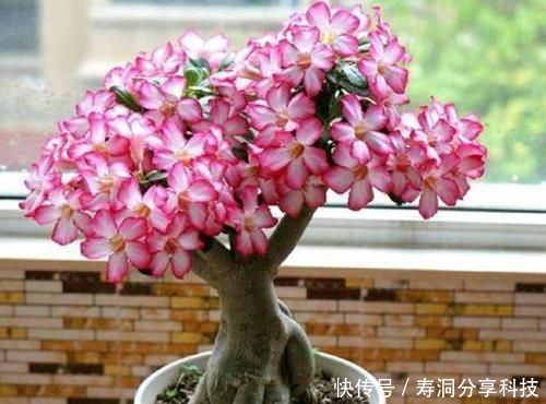  「绿萝」阳台养花选它，花期长达半年，长成老桩开花漂亮，比绿萝还好养