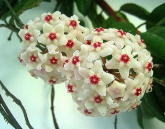  『光照』阳台上种养几款植物，可贱养不矫情，阳台变花瀑布，美翻了整个家