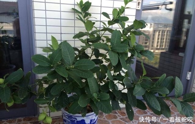  『香喷喷』家里气味难闻，养3种绿植错不了，家里一整天都香喷喷
