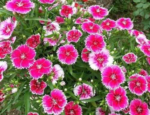  「便宜」4款艳美的花卉，便宜又好养，花开美观又大气，花色艳丽灿烂无双