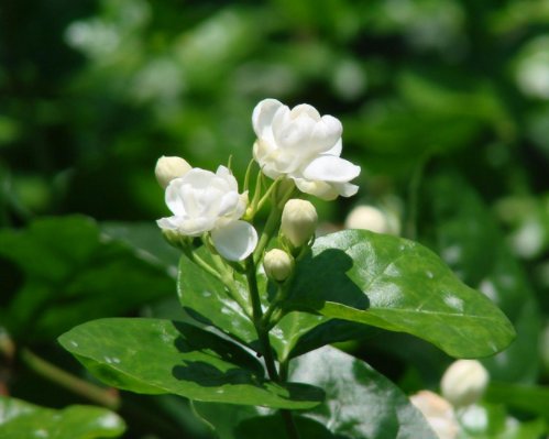  『省钱』油烟机里的废油，这4种绿植都爱“吃”，兑水浇花省钱又管用！