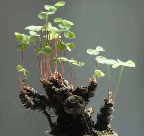 #韵味#养花不用买,4种野草做成盆栽,既美观又具自然韵味