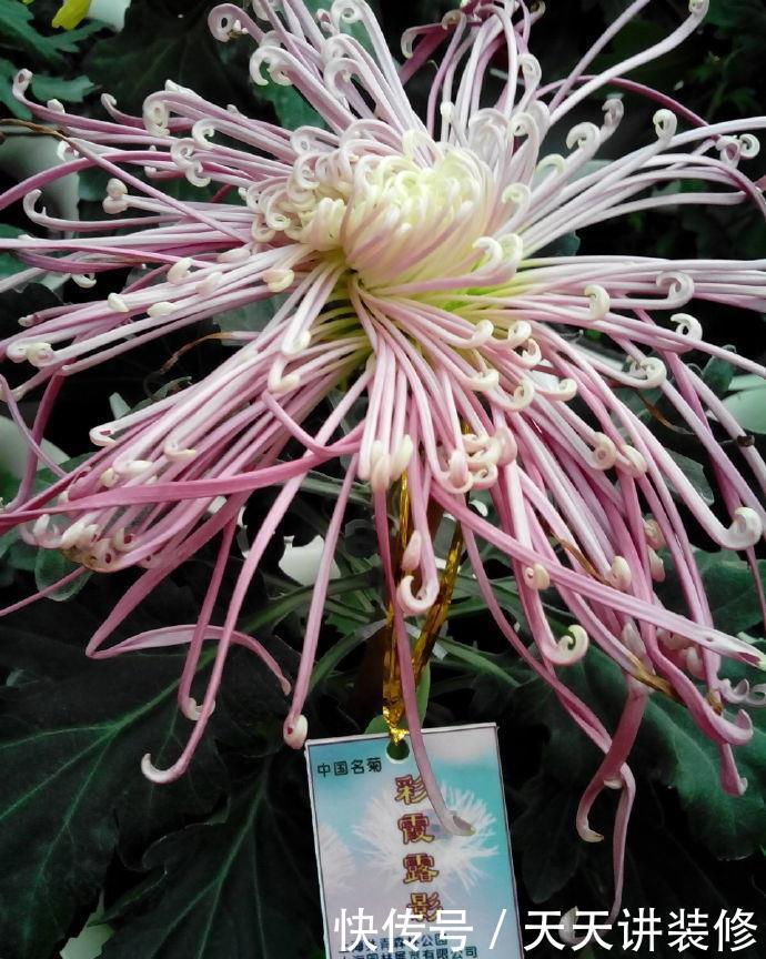『玫瑰』喜欢玫瑰,不如养盆“珍品菊花”彩霞露影,似花中蝴蝶,翩翩飞舞