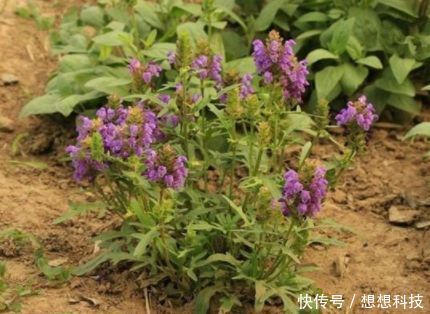 农田里见到此种野草，麻烦高抬贵手，其实是上好野菜，炖鸡一绝