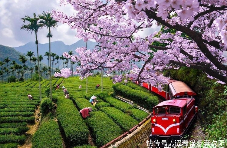 去台湾旅游为什么一定要去阿里山，当地人都说因为阿里山的五奇