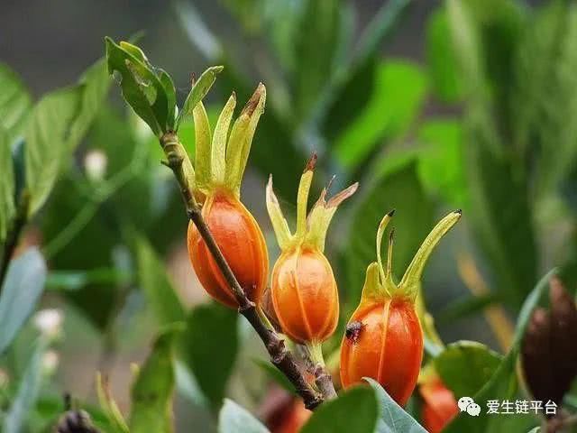  「栀子花」爱生链——很多人只知道栀子花太香，却不知道栀子浑身是宝！