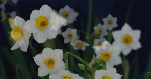 「调节」养花种草调节性情,又修身养性,别一不小心养了带毒的花!