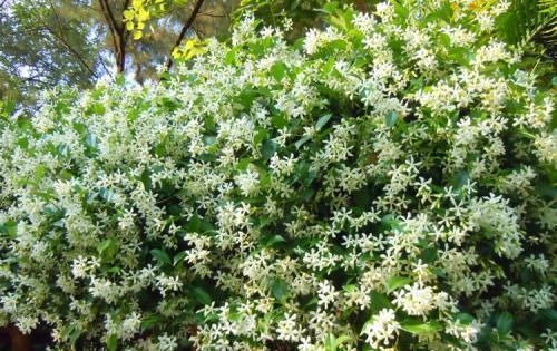  『耐晒』它是茉莉的一种，却比茉莉更香更耐晒，叫风车茉莉开花大半年