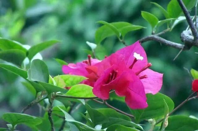  『喜欢』喜欢开花多又好养的花，推荐这3种，满足你的要求还能顺着墙爬