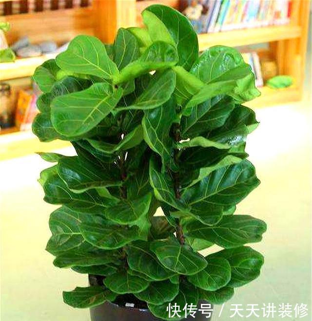 【花盆】琴叶榕有3怕,难怪叶片瘦小还发黄,学会了叶子肥大,四季常青