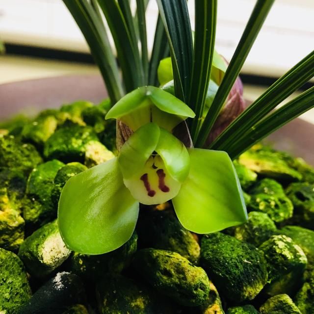  #来看网友#兰花专用土是万能养兰土？使用不当盆土长期湿漉漉，兰花空根烂根