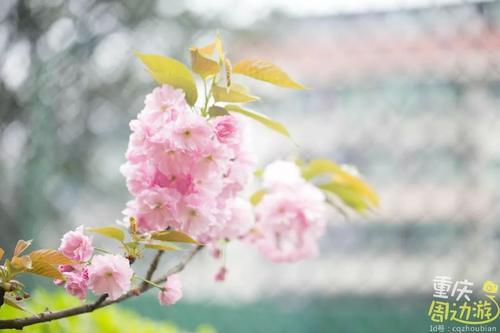 花开成海！再过一周重庆将美翻全国，14处美景玩转这个春天！